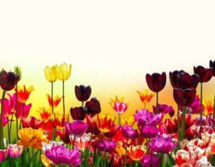 Фестивала на лалетата в Истанбул