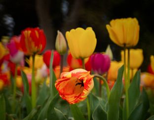 Фестивала на лалетата в Истанбул